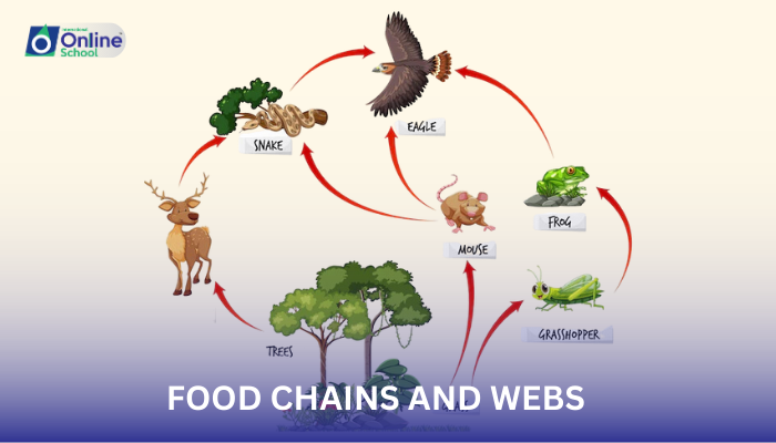 Lesson 06: Food Chains and Webs